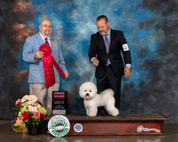 Bichon Frise #5 Sun G2 Judge Raymond Filburn