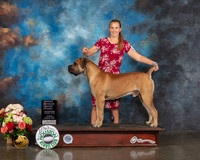 Boerboel #5 Sun OH G3 Judge Randy Garren