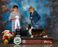 Cardigan Welsh Corgi #5 Sun G4 Judge Debbie Melgreen