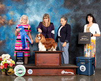 Cavalier King Charles Spaniel #17 Sun G1 Judge Molly Martin