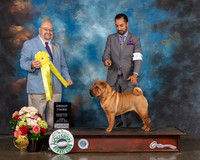 Chinese Shar Pei #6 Sun G3 Judge Raymond Filburn