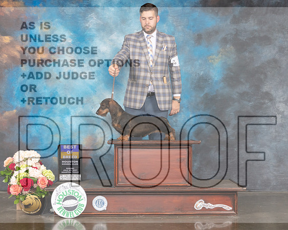 Dachshund Wire #24 Sun BOB Judge Joe Gregory-MMJ_2443-HOUSTON21-HR3