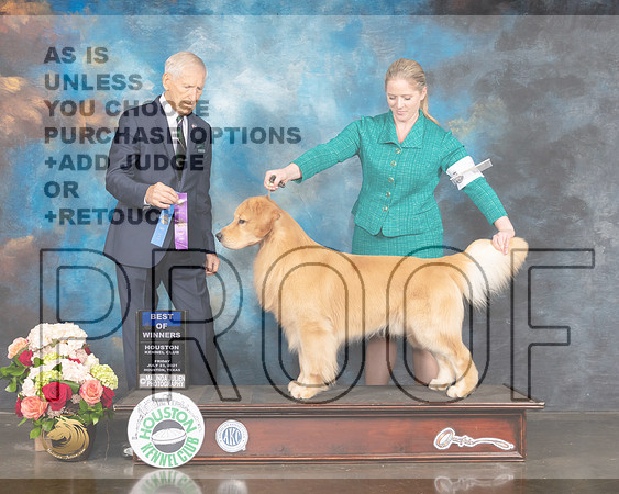 Golden Retriever #15 Fri BOW Judge Joe Gregory-MMJ_2508-HOUSTON21-HR3