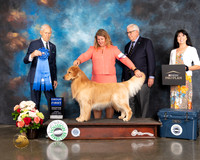 Golden Retriever #57 Sun G1 Judge Joe Gregory