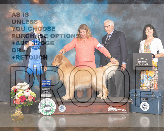 Golden Retriever #57 Sun G1 Judge Joe Gregory-MMJ_2498-HOUSTON21-HR3