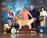 Golden Retriever #57 Sun RBIS Judge Peggy Beisel McIllwaine