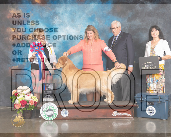 Golden Retriever #57 Sun RBIS Judge Peggy Beisel McIllwaine-MMJ_2494-HOUSTON21-HR3