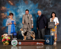 Miniature American Shepherd #14 Sun G1 Judge Debbie Melgreen