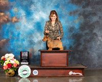 Norwich Terrier #12 Sun BOS Judge Dennis McCoy