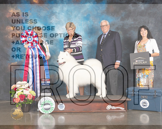 Samoyed #11 Sun BIS Judge Peggy Beisel McIllwaine-MMJ_2477-HOUSTON21-HR3