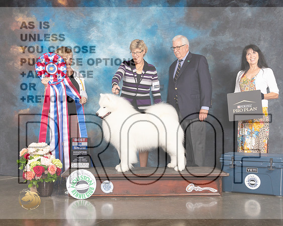 Samoyed #11 Sun BIS Judge Peggy Beisel McIllwaine-MMJ_2484-HOUSTON21-HR3