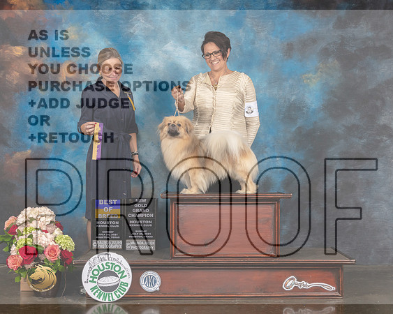 Tibetan Spaniel #5 Sun BOB Judge Evalyn Gregory-MMJ_2321-HOUSTON21-HR3