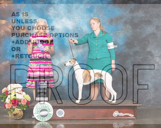 Whippet #10 Sun WB Judge Molly Martin-MMJ_2525-HOUSTON21-HR3