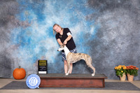 Whippet #10 OHG3 Fri Judge Doug Broadfoot