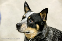 Australian Cattle Dog #11 Sat Lori Graham