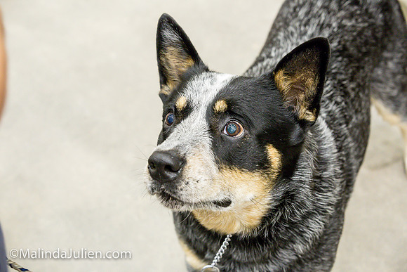 Australian Cattle Dog #11 Sat Lori Graham_MJJL0235