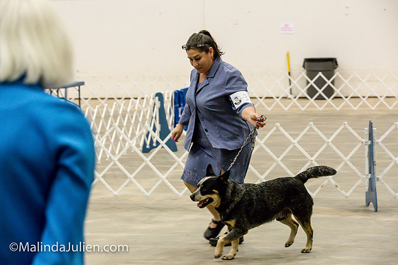 Australian Cattle Dog #11 Sat Lori Graham_MJJL0260