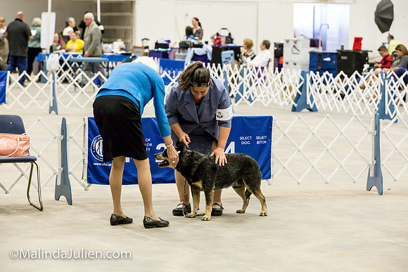 Australian Cattle Dog #11 Sat Lori Graham_MJJL0261