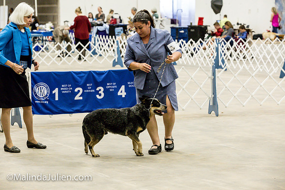 Australian Cattle Dog #11 Sat Lori Graham_MJJL0263