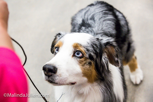 Australian Shepherd #7 Fri Annette Guenther_MJJL9733
