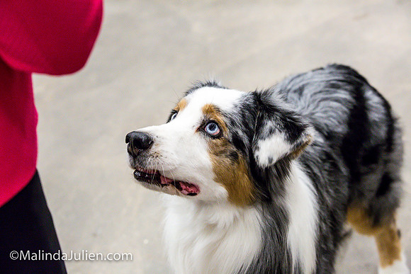 Australian Shepherd #7 Fri Annette Guenther_MJJL9735