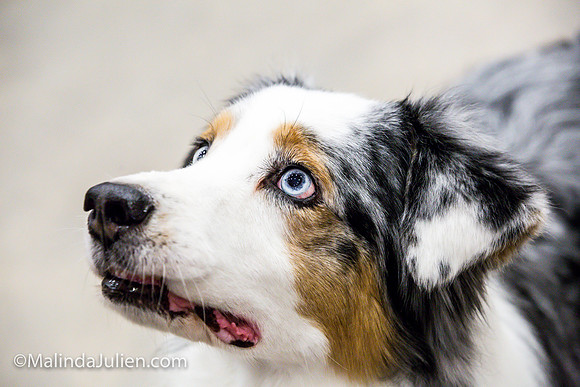 Australian Shepherd #7 Fri Annette Guenther_MJJL9738
