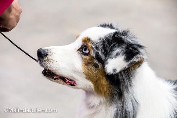 Australian Shepherd #7 Fri Annette Guenther_MJJL9744