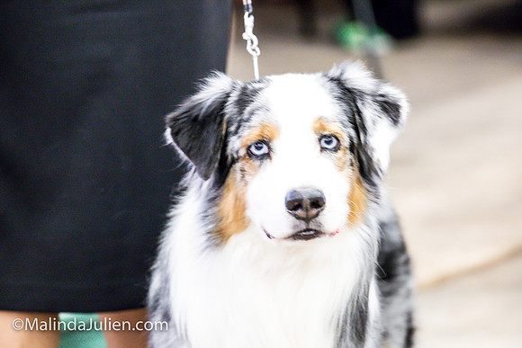 Australian Shepherd #7 Fri Annette Guenther_MJJL9749