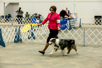 Australian Shepherd #7 Fri2 Annette Guenther