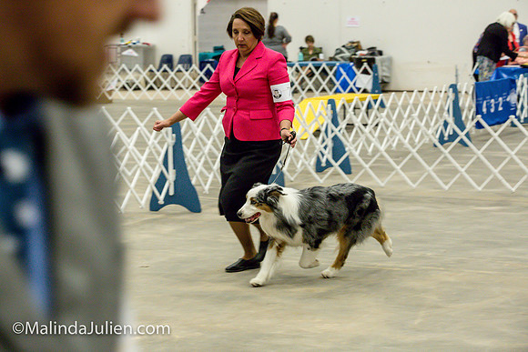Australian Shepherd #7 Fri2 Annette Guenther_MJJL9865