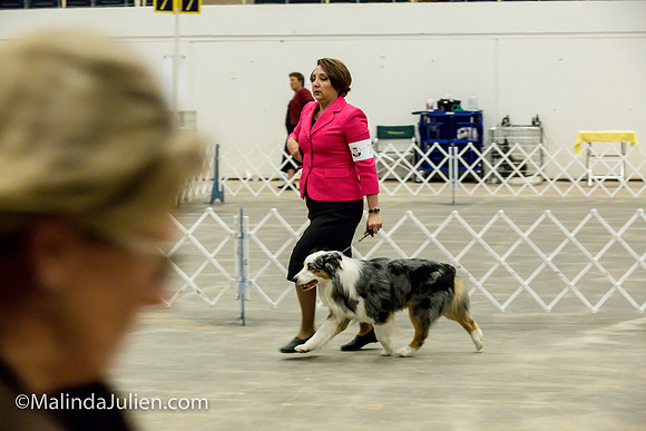 Australian Shepherd #7 Fri2 Annette Guenther_MJJL9870