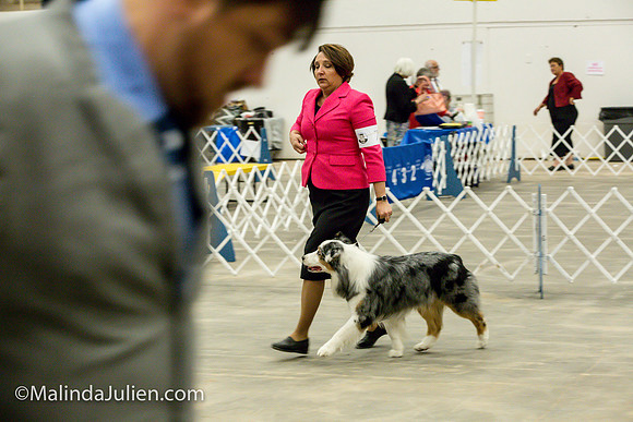 Australian Shepherd #7 Fri2 Annette Guenther_MJJL9874