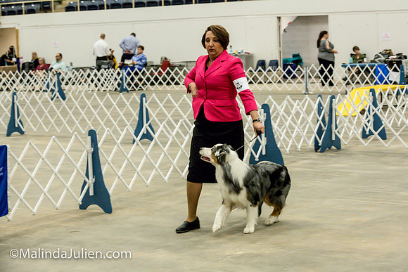 Australian Shepherd #7 Fri2 Annette Guenther_MJJL9878