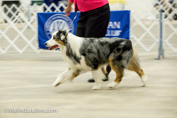 Australian Shepherd #7 Fri2 Annette Guenther_MJJL9881