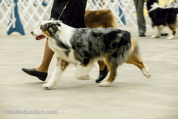 Australian Shepherd #7 Fri2 Annette Guenther_MJJL9890