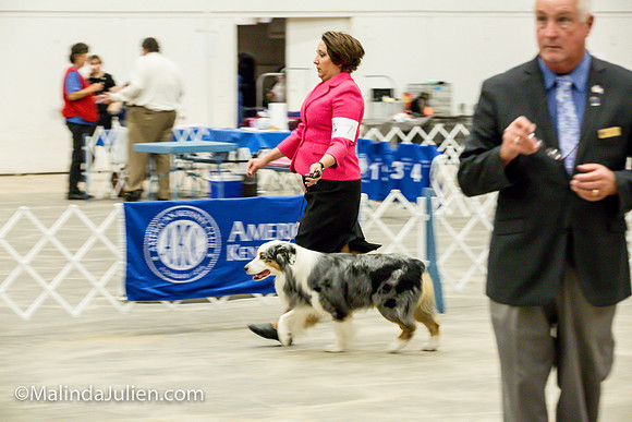 Australian Shepherd #7 Fri2 Annette Guenther_MJJL9895