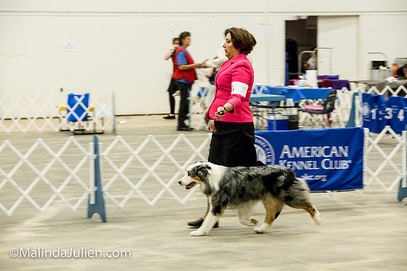 Australian Shepherd #7 Fri2 Annette Guenther_MJJL9897