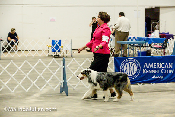 Australian Shepherd #7 Fri2 Annette Guenther_MJJL9898