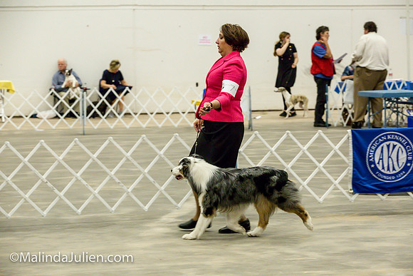 Australian Shepherd #7 Fri2 Annette Guenther_MJJL9900