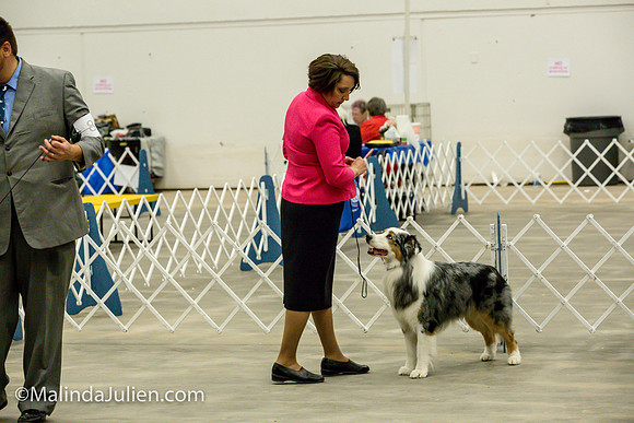 Australian Shepherd #7 Fri2 Annette Guenther_MJJL9901