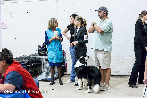 Border Collie #11 Sat Jr Showmanship_MJJL0460