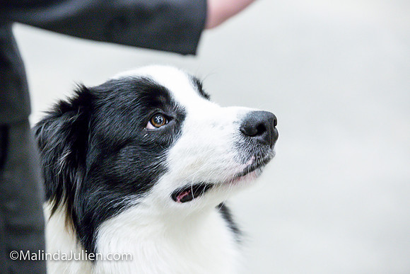 Border Collie #11 Sat Jr Showmanship_MJJL0507