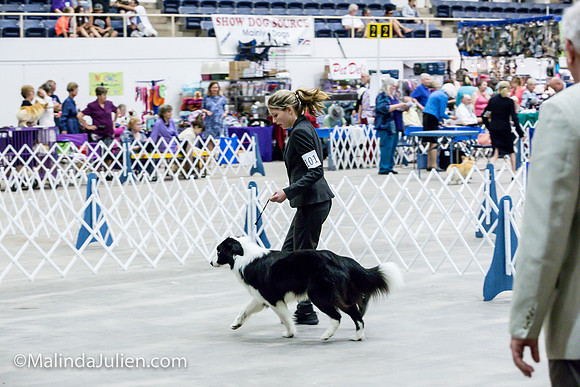 Border Collie #11 Sat Jr Showmanship_MJJL0509