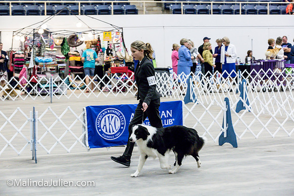 Border Collie #11 Sat Jr Showmanship_MJJL0517