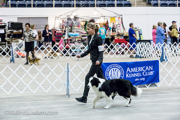 Border Collie #11 Sat Jr Showmanship_MJJL0519