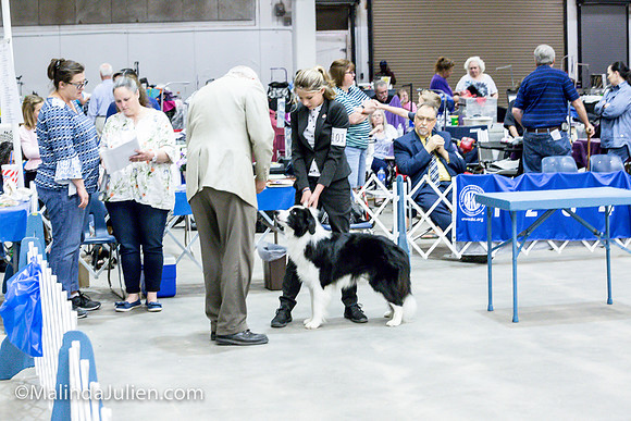 Border Collie #11 Sat Jr Showmanship_MJJL0531
