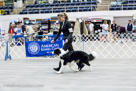 Border Collie #11 Sat Jr Showmanship_MJJL0532