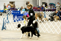 Border Collie #11 Sat Sally Hill