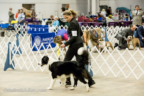 Border Collie #11 Sat Sally Hill_MJJL0355