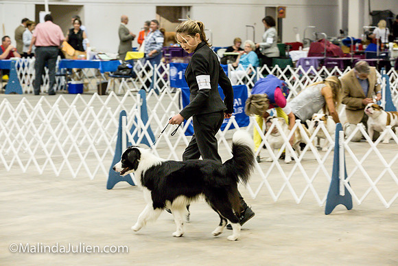 Border Collie #11 Sat Sally Hill_MJJL0356
